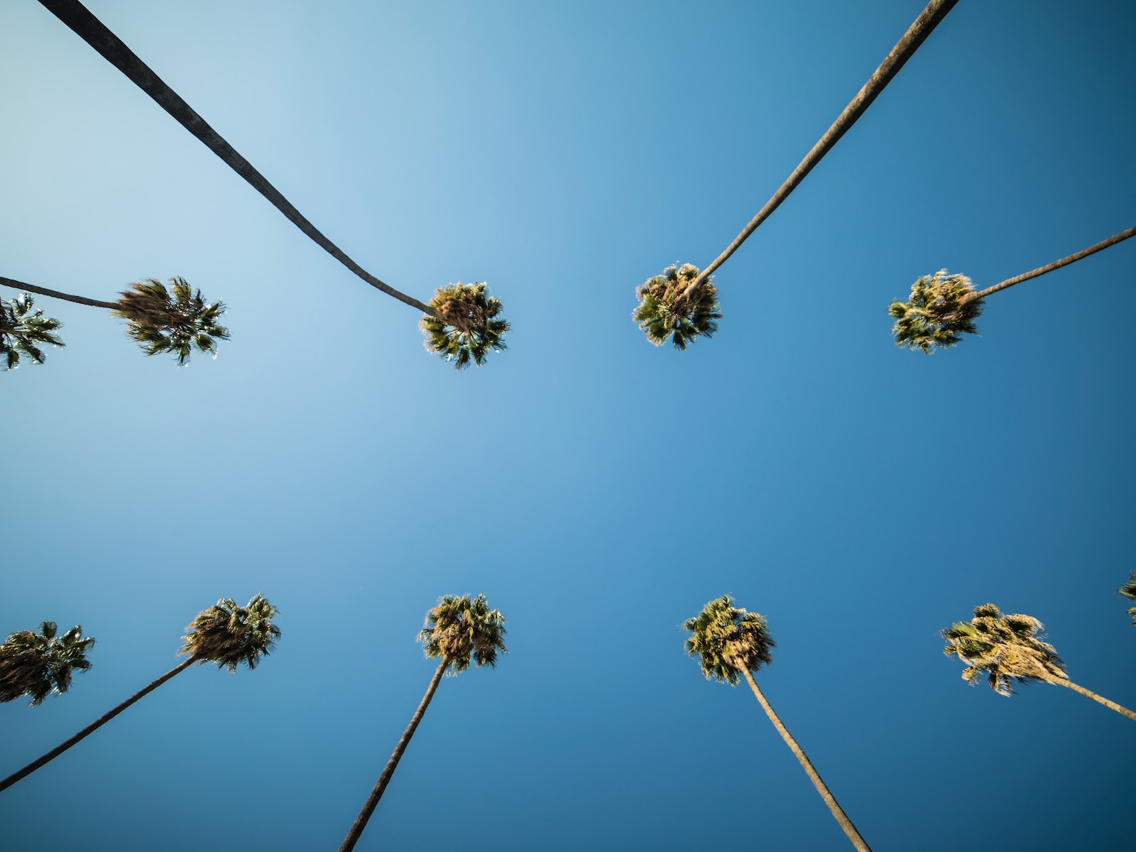 trees and sky